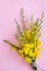 Bunch of flowering gorse on the pink background