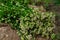 Bunch of flowering oregano. Origanum vulgare, culinary herb, curative plant