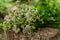 Bunch of flowering oregano. Origanum vulgare, culinary herb, curative plant