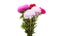bunch of flowers asters isolated