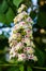 Bunch of flowers of the horse-chestnut tree