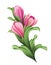 Bunch of flowers, pink tulip buds and green leaves illustration