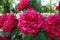 Bunch of flowers of red striped roses