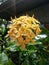   Bunch of flowers .yellow colour .exora  .