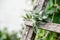 bunch of fragrant herbs Salvia officinalis, common sage, just sage suspended for drying with an herbalist. Preparation of