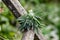 bunch of fragrant herbs Salvia officinalis, common sage, just sage suspended for drying with an herbalist. Preparation