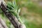 bunch of fragrant herbs Salvia officinalis, common sage, just sage suspended for drying with an herbalist. Preparation