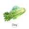 Bunch of frech celery watercolor illustration isolated on watercolor splash background