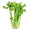 Bunch of frech celery watercolor illustration isolated on white background