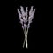 Bunch of French lavender flowers isolated on black background. Beautiful bouquet of wildflowers. Botanical watercolor. Hand drawn