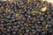 A bunch of fresh Aronia to use as a background image or texture