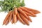 Bunch of fresh carrots isolated