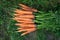 Bunch of fresh carrots with tops on the grass next to the garden bed, top veiw