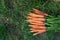 Bunch of fresh carrots with tops on the grass next to the garden bed, top veiw, copy space