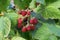 A bunch of fresh Caucasian blackberries Rubus subgen ripening in