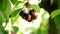 Bunch of fresh cherries, fruit food, hanging in branch of tree