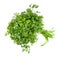 Bunch of fresh Chervil herb isolated on white