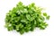 Bunch of fresh coriander leaves over white background