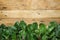 Bunch of Fresh Crispy Green Beet Leaves Arranged as Bottom Border on Aged Plank Wood Background. Healthy Vegan Diet Vitamins