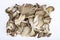 Bunch of fresh cultivated gray oyster mushrooms on white background. Studio Photo