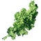 Bunch of fresh curly green kale leaf isolated, fresh vegetable, close-up. Organic vegetarian food, natural ingredient