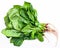 Bunch of fresh cut spinach herb on white