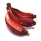 Bunch of fresh dark red banana, sweet organic tropical fruit, vegetarian food ingredient, close-up, isolated, hand drawn