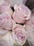 Bunch of fresh delicate pink roses