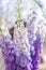 Bunch of fresh delphinium. Woman florist holds a bouquet of delphinium. gradient flowers from lilac to purple
