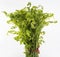 A bunch of Fresh Diplazium esculentum or edible vegetable fern on white background found in Asia and Oceania on white background.