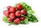 A bunch of fresh early radishes with green leaves isolated on white.