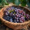 bunch of fresh grapes resting in a rustic woven bamboo basket