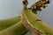 A bunch of fresh green Ambon bananas isolated on a blue background.