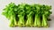 Bunch of fresh green celery on white background. Healthy food concept