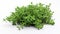 a bunch of fresh green oregano leaves on a white background