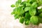 Bunch of Fresh green organic mint leaf on wooden table closeup.