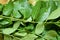 Bunch of Fresh Indian Curry Leaves / Curry Leaf on Wooden Background