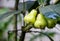 Bunch of fresh java apple or wax apple fruit close up on the tree