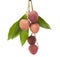 A bunch of fresh lychees on white background