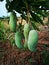 Bunch of Fresh Mangoes hang on mango tree nature background.