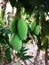 Bunch of Fresh Mangoes hang on mango tree nature background.