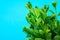 Bunch of Fresh Organic Mint on Blue Background. Minimalist Image with Copy Space for Blog Banner Poster Template. Gardening Health