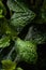 Bunch of fresh organic mint leaf closeup.