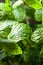 Bunch of fresh  organic mint leaf closeup