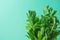 Bunch of Fresh Organic Mint on Pastel Turquoise Background. Minimalist Styled Image with Copy Space for Blogs Banner Poster