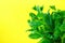 Bunch of Fresh Organic Mint on Yellow Background. Minimalist Image with Copy Space for Blogs Banner Poster Template. Gardening