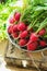 Bunch of Fresh Organic Red Radish with Water Drops in Aluminum Bowl on Weathered Wood Garden Box Herbs Sunlight Clean Eating