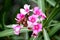 Bunch of fresh pink Flowers hanging in Tree