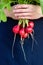 A bunch of fresh radishes in male hands on a dark background. The concept of farming, ecological vegetable growing
