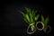 Bunch of fresh ramson on black wooden textured background.